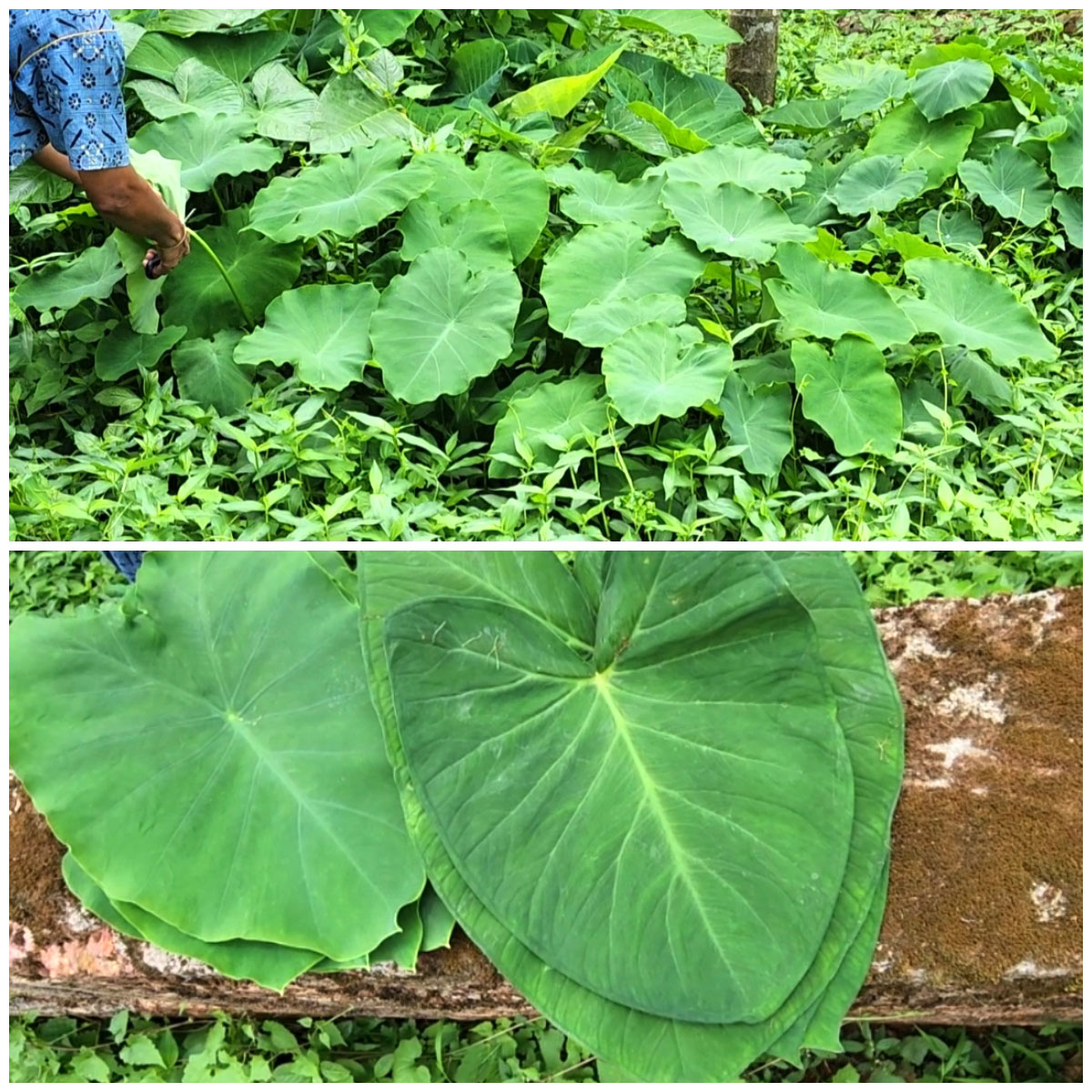 Homegrown tender colocasia leaves (taro, arbi, patra, kesuvu, patrode paan).